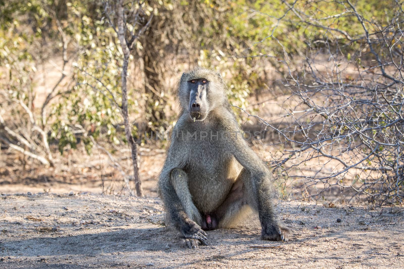 A starring Baboon in the Kruger National Park, South Africa.