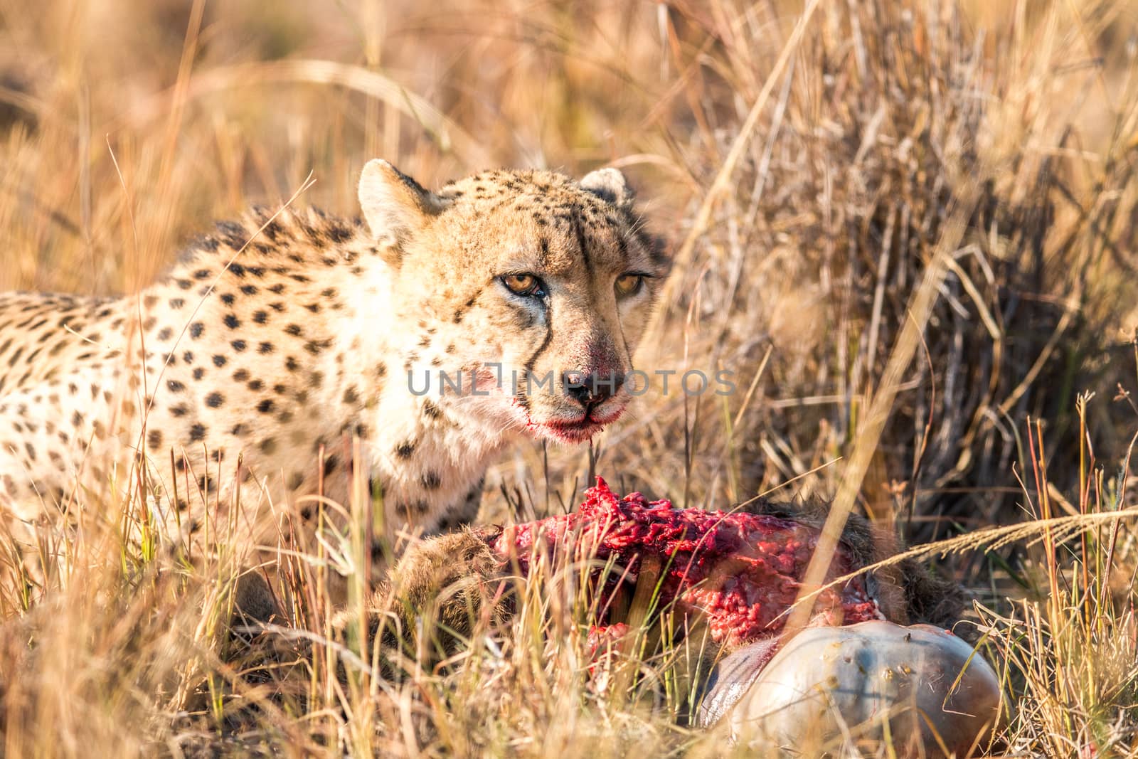 Cheetah on a Reedbuck kill in the Sabi Sabi game reserve, South Africa.