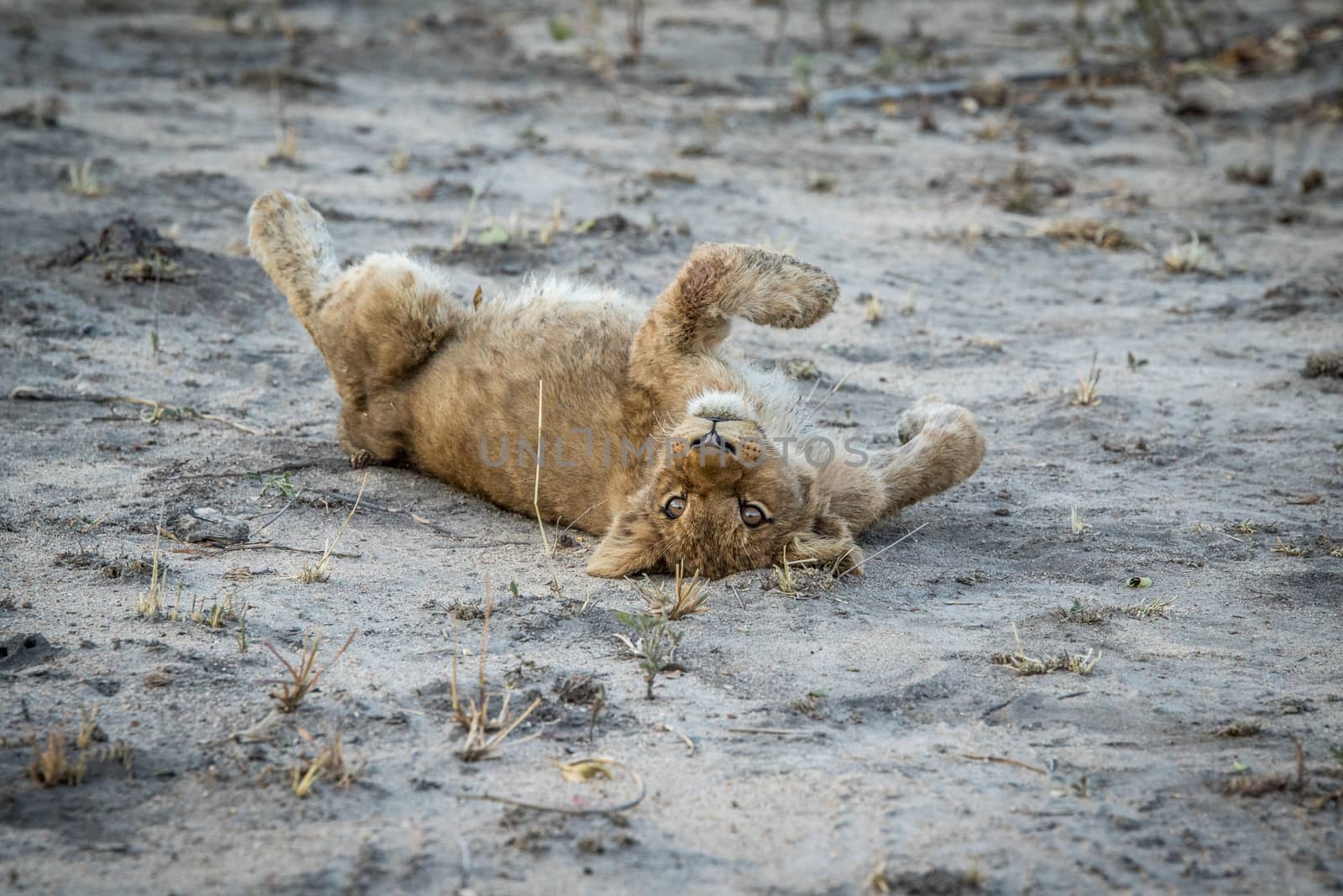 Lion cub laying on the dirt in the Sabi Sabi game reserve, South Africa.