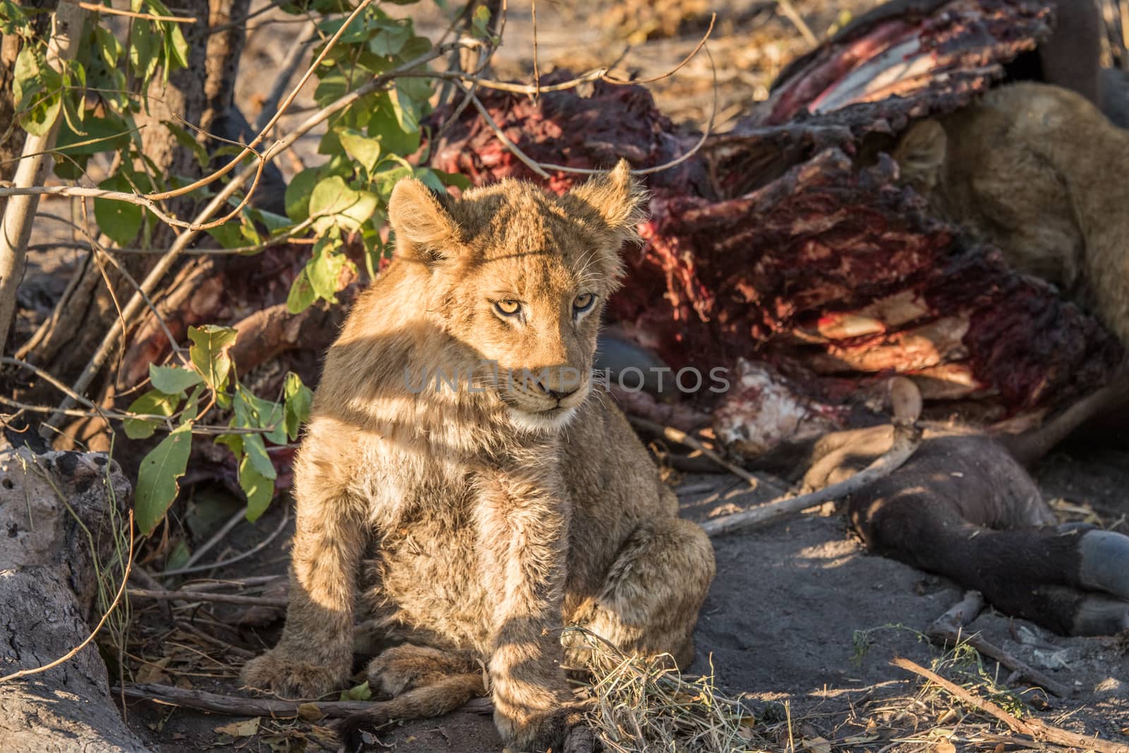 Lion cub sitting next to a Buffalo carcass in the Kruger National Park, South Africa.