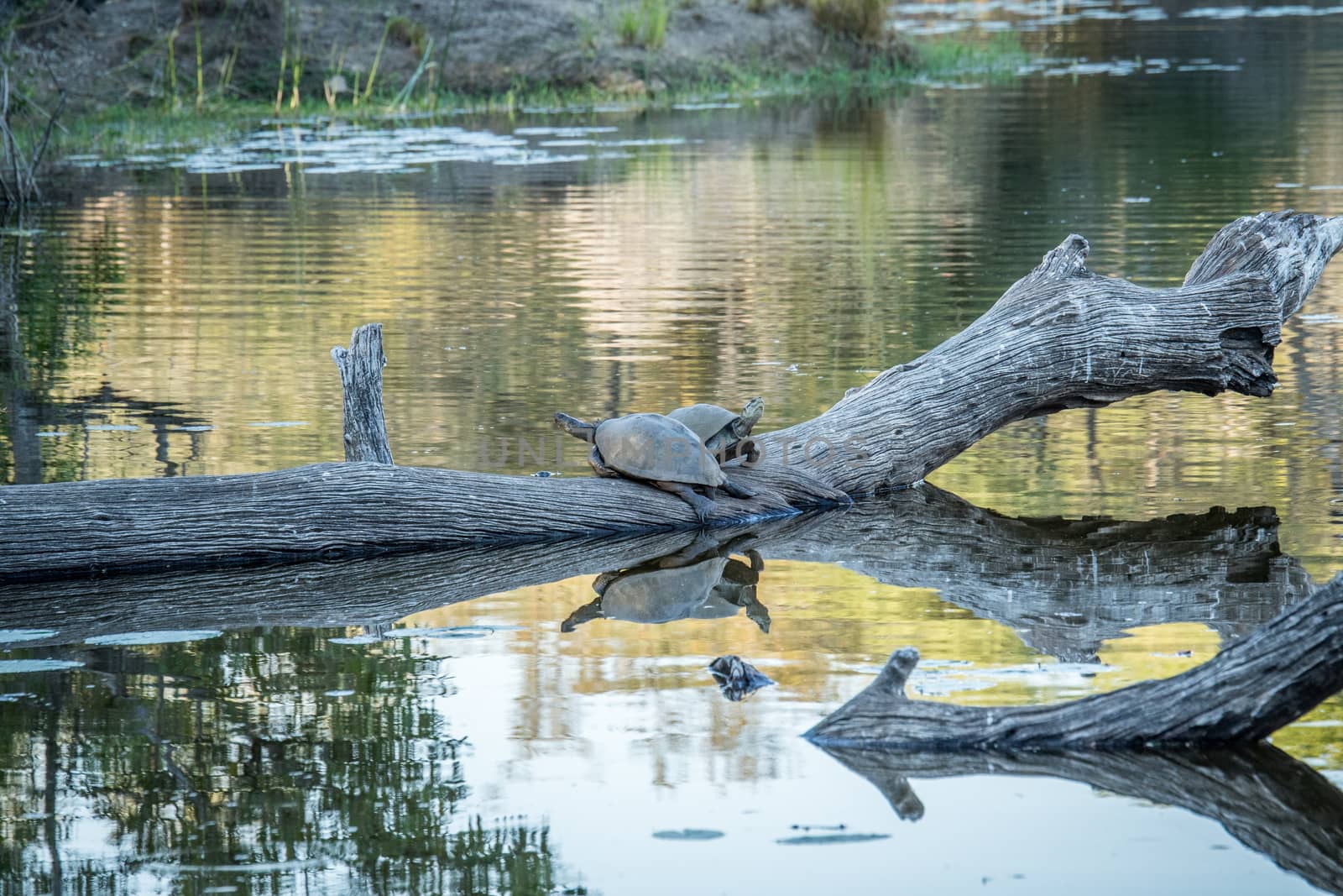 Two Speckled terrapins on a branch in the water in the Kruger National Park, South Africa.