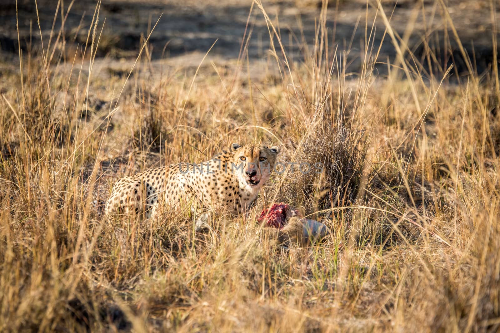 Cheetah on a Reedbuck kill in the Sabi Sabi game reserve, South Africa.