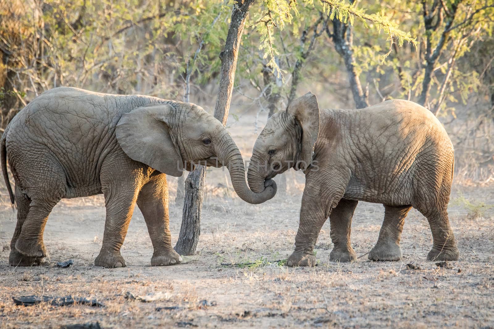 Two young Elephants playing in the Kruger National Park. by Simoneemanphotography