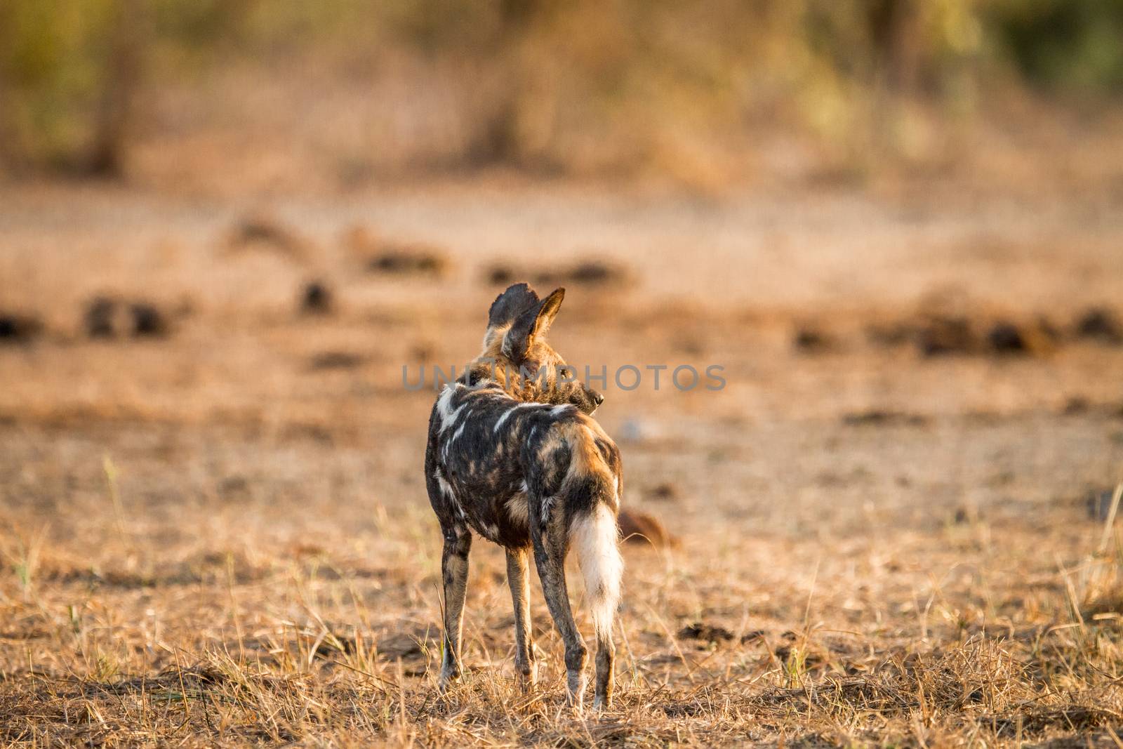 African wild dog starring in the Kruger National Park. by Simoneemanphotography