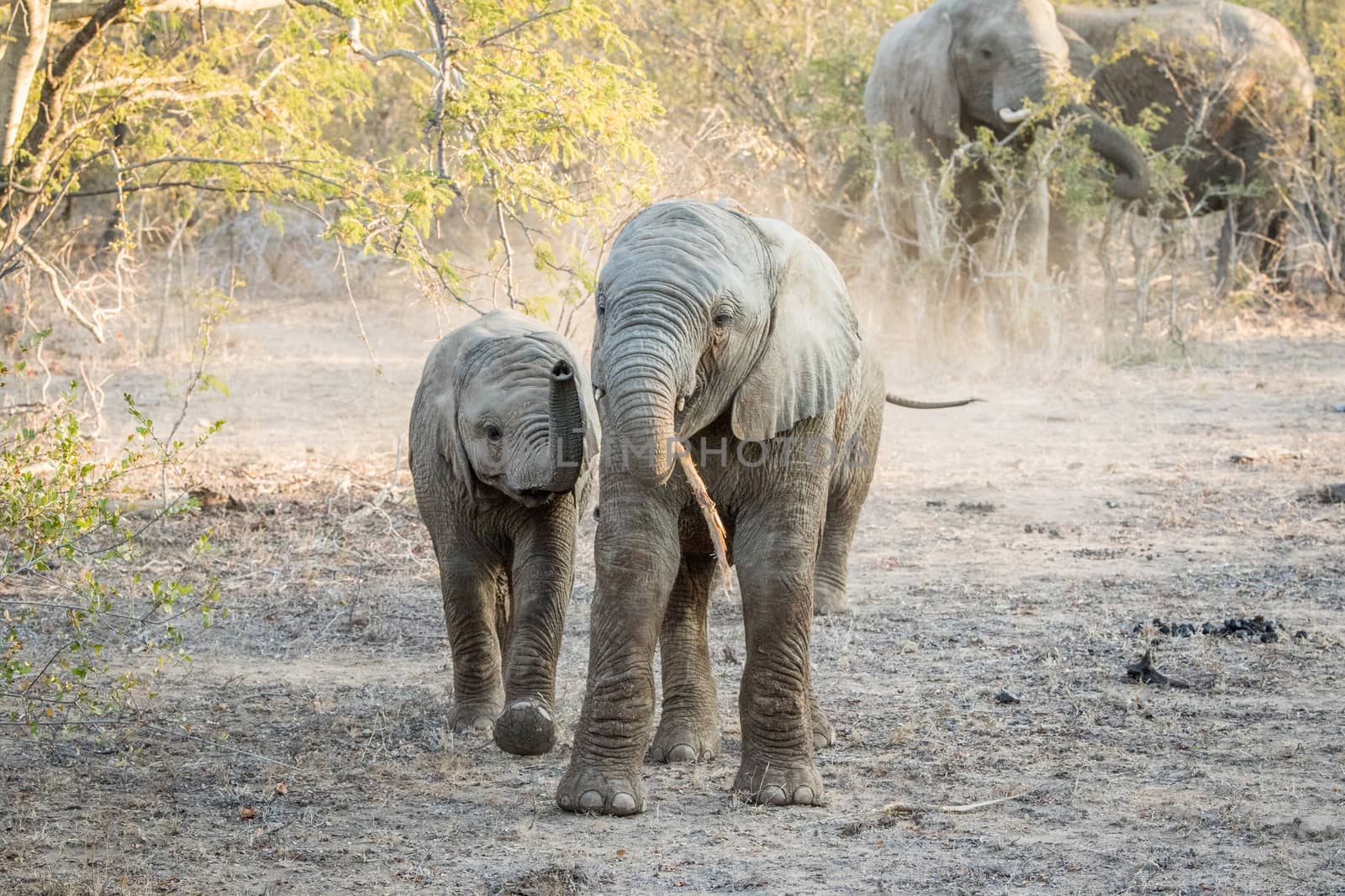 Two young Elephants playing in the Kruger National Park, South Africa.