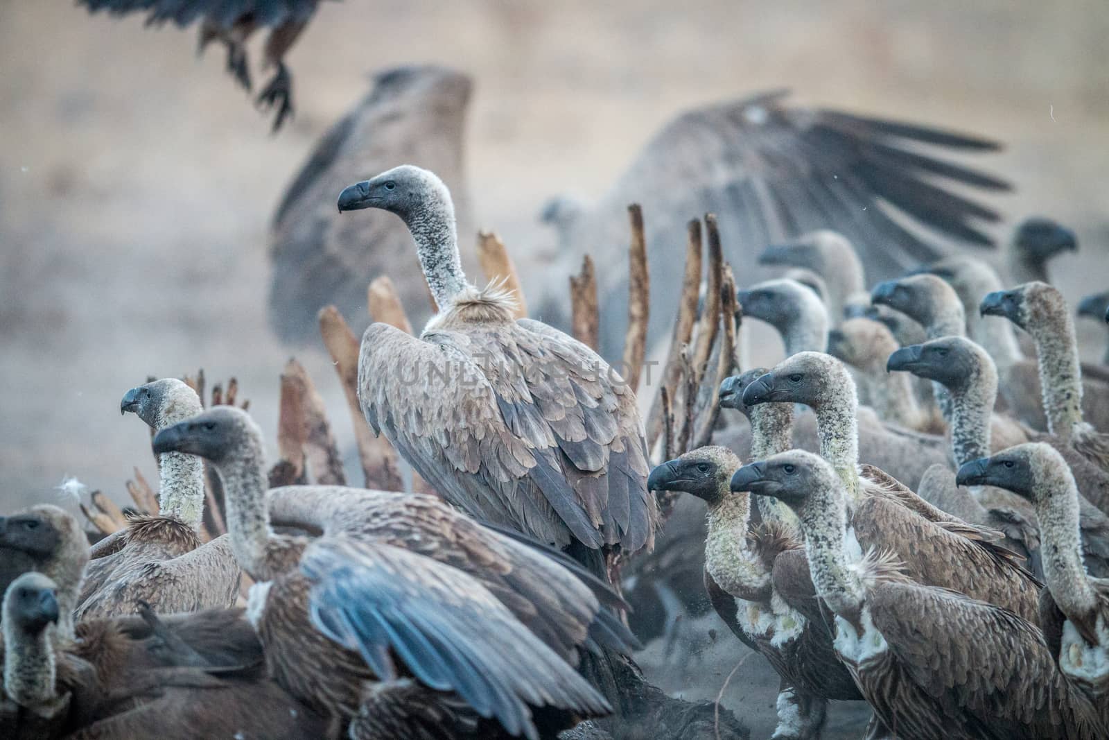 A group of White-backed vultures on a carcass in the Sabi Sabi game reserve, South Africa.