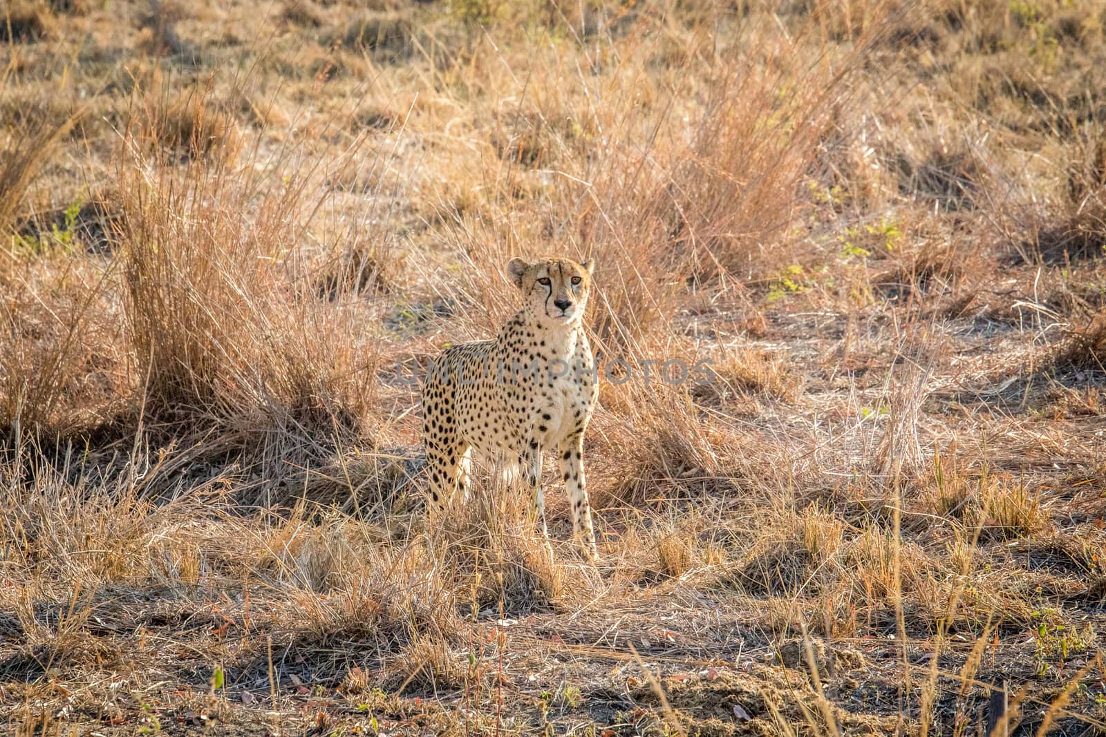 Starring Cheetah in the grass in the Sabi Sabi game reserve. by Simoneemanphotography