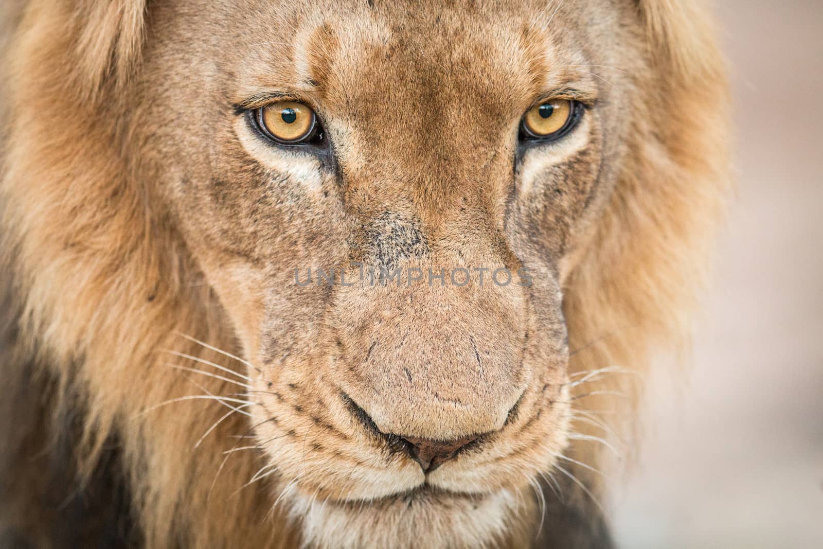 Starring Lion in the Kruger National Park, South Africa.