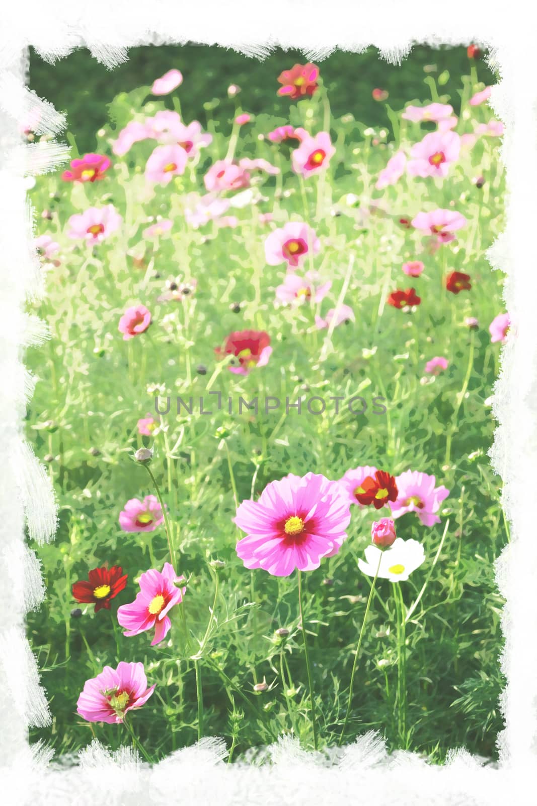 Postcard art concept cosmos flowers water paint background by worrayuth