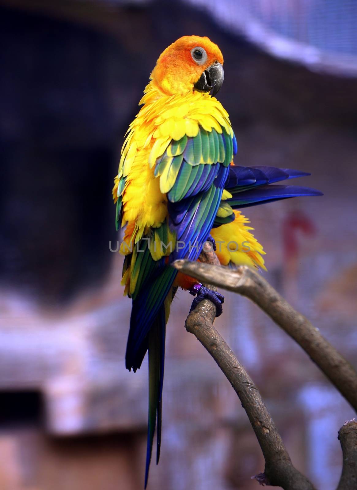 Sun Parakeet bird on tree branch by razihusin