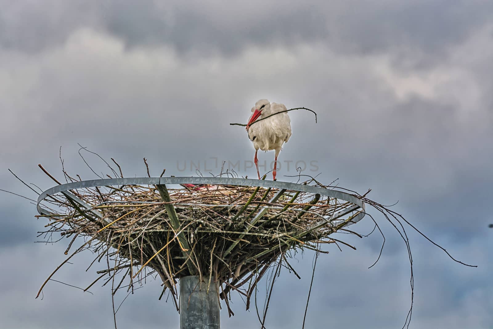 HDR processing. Artistic work of my own.
Close up two storks on the nest before dramatic sky