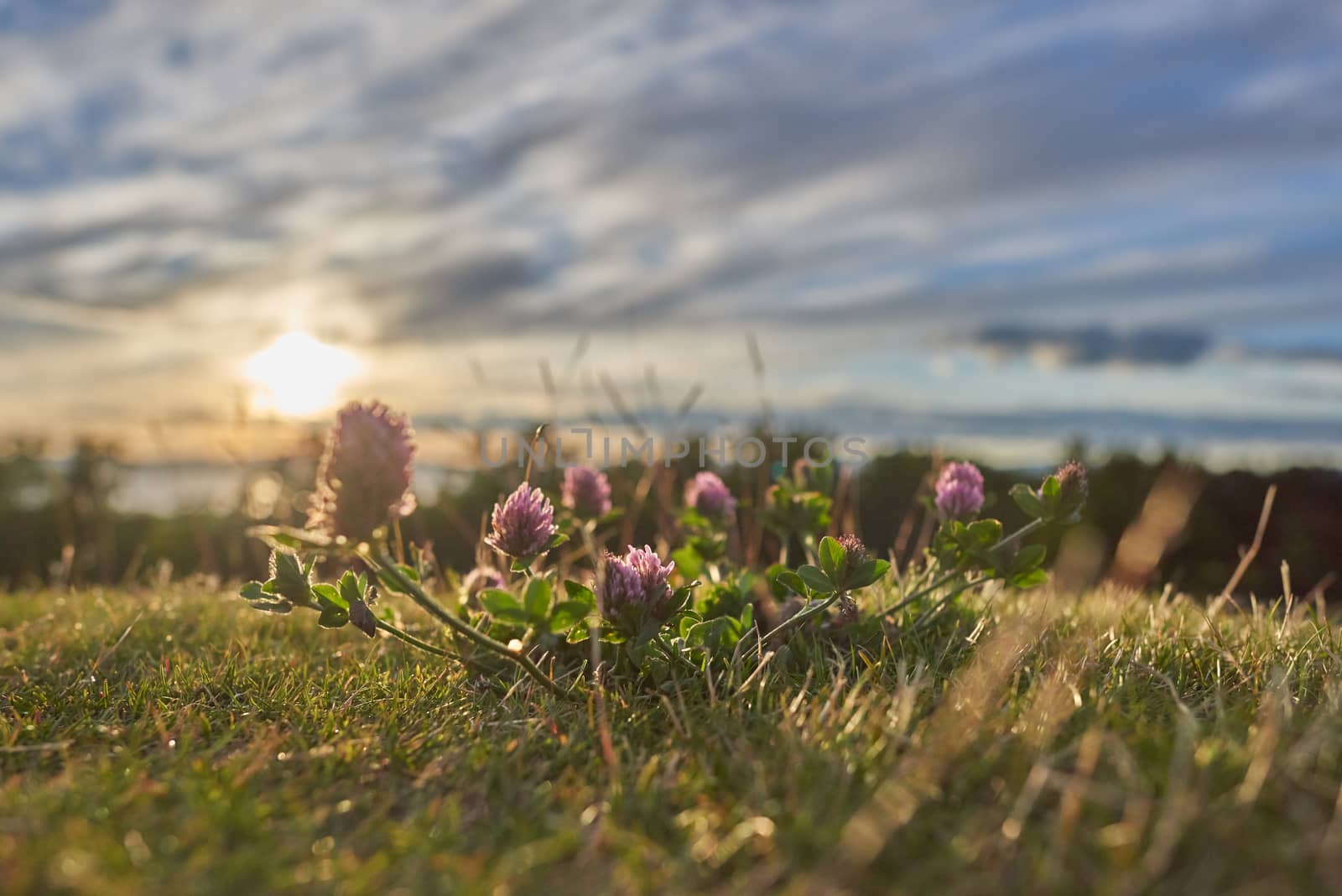 Abstract red clover shot against setting sun with blurred background and bokeh. Tranquil scene.