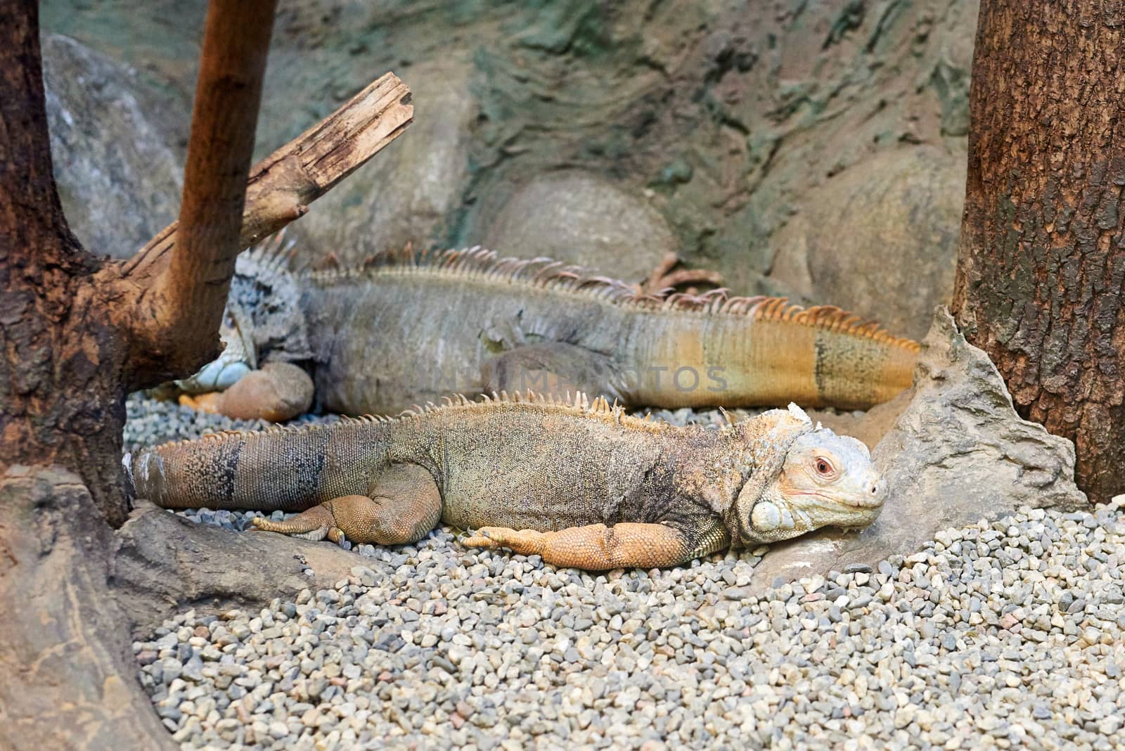 Closeup of two iguanas laying on the ground.