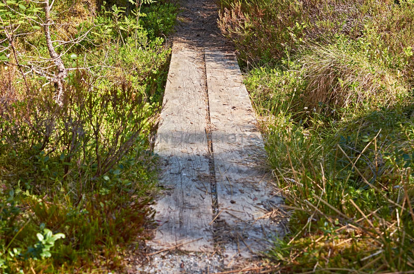 Walking on a wooden path in an Norwegian forest.