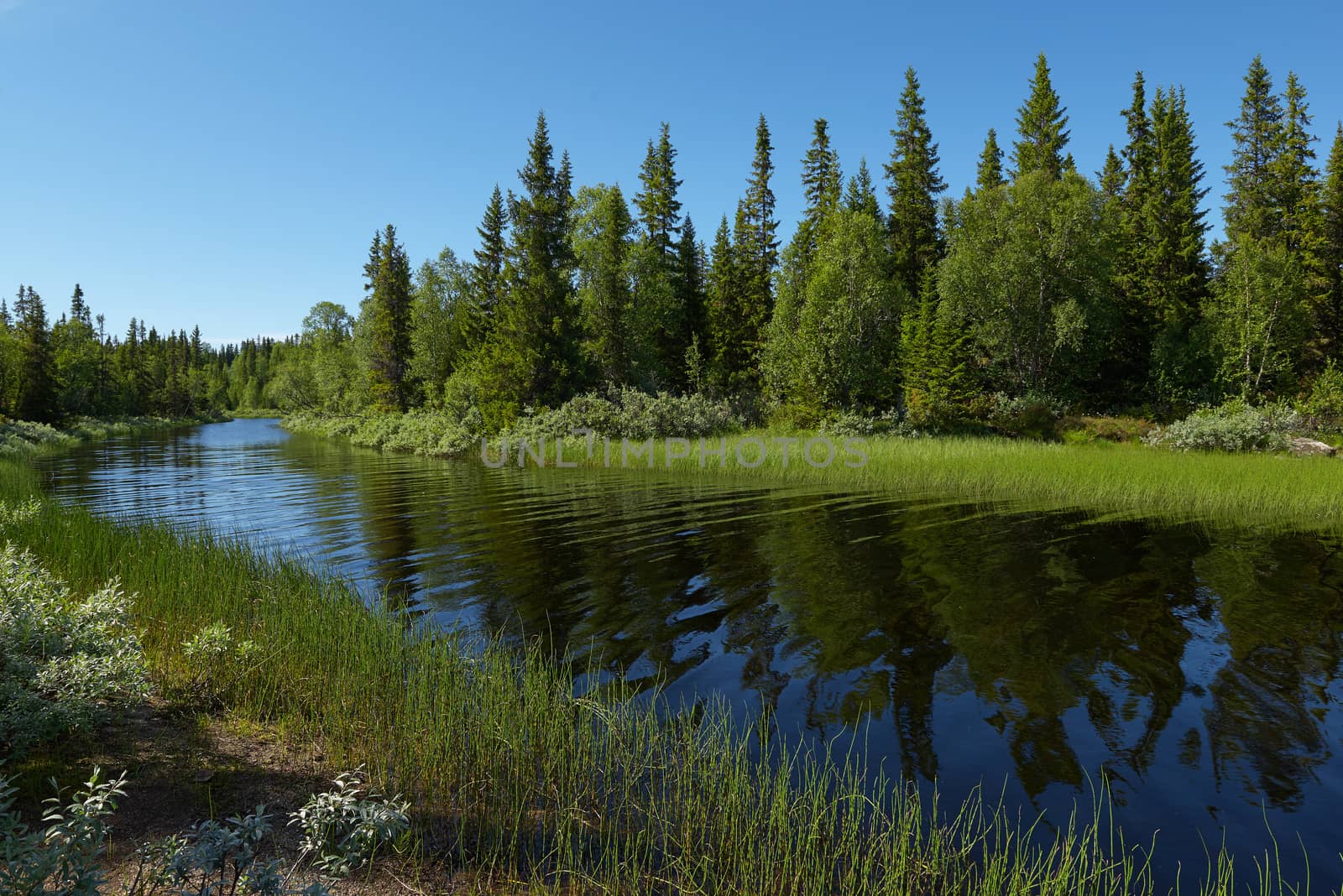 Small curved river going into the Swedish forest at summertime.