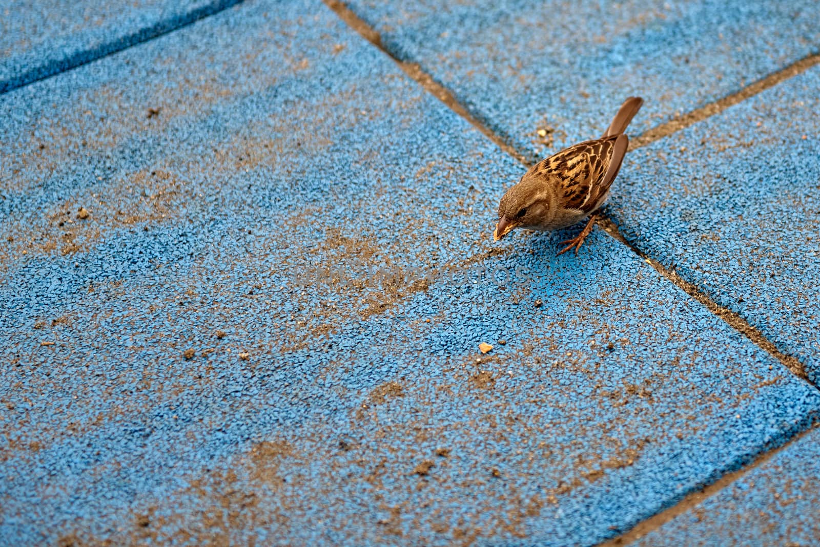 Sparrow eating remains of a ice cream.