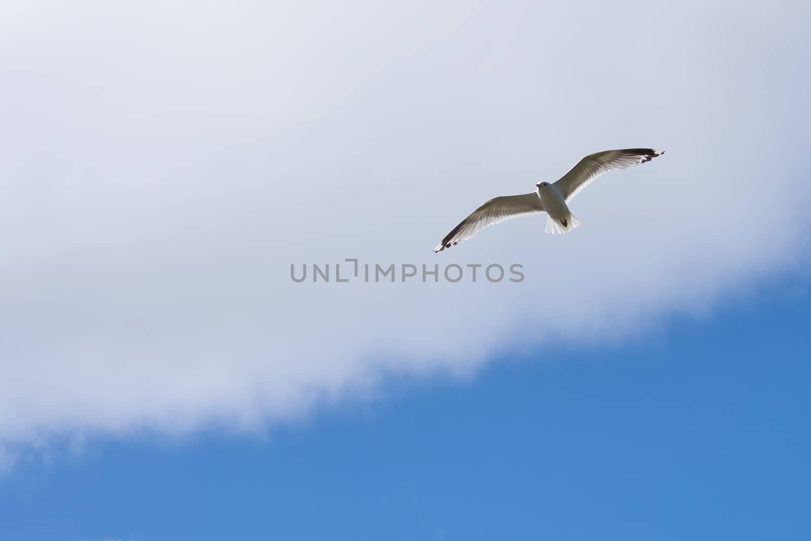 Seagull (Kelp gull) flying, (Larus dominicanus).