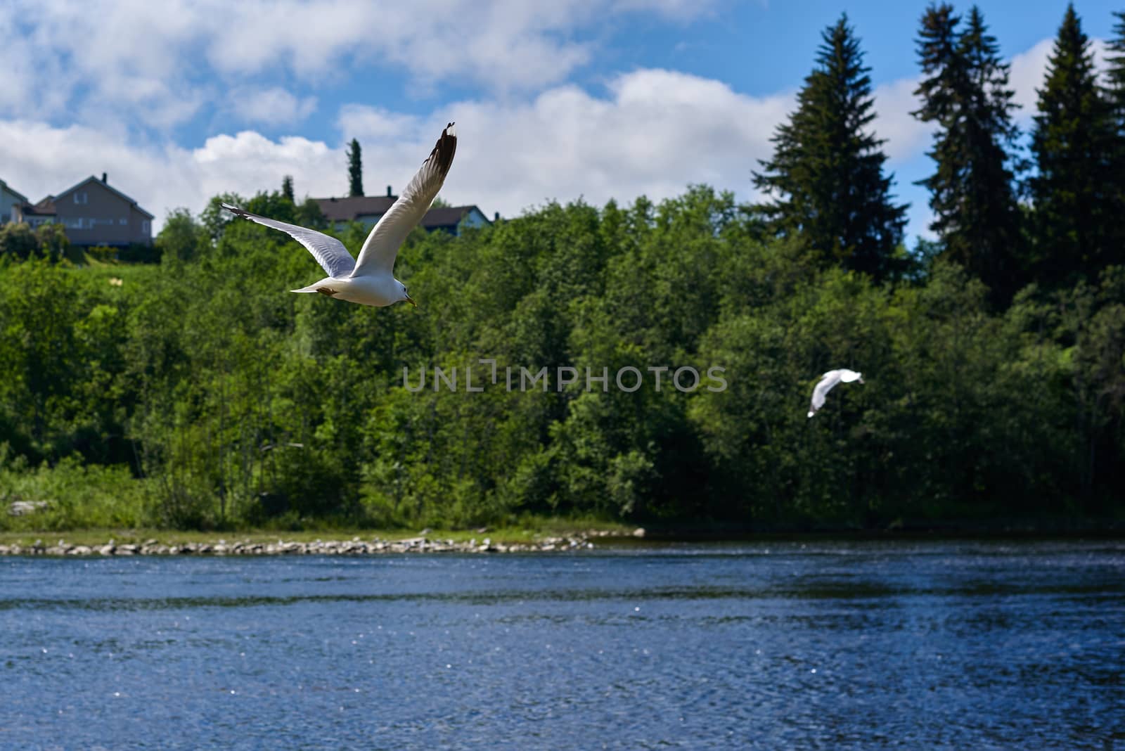 Seagull (Kelp gull) flying, (Larus dominicanus).