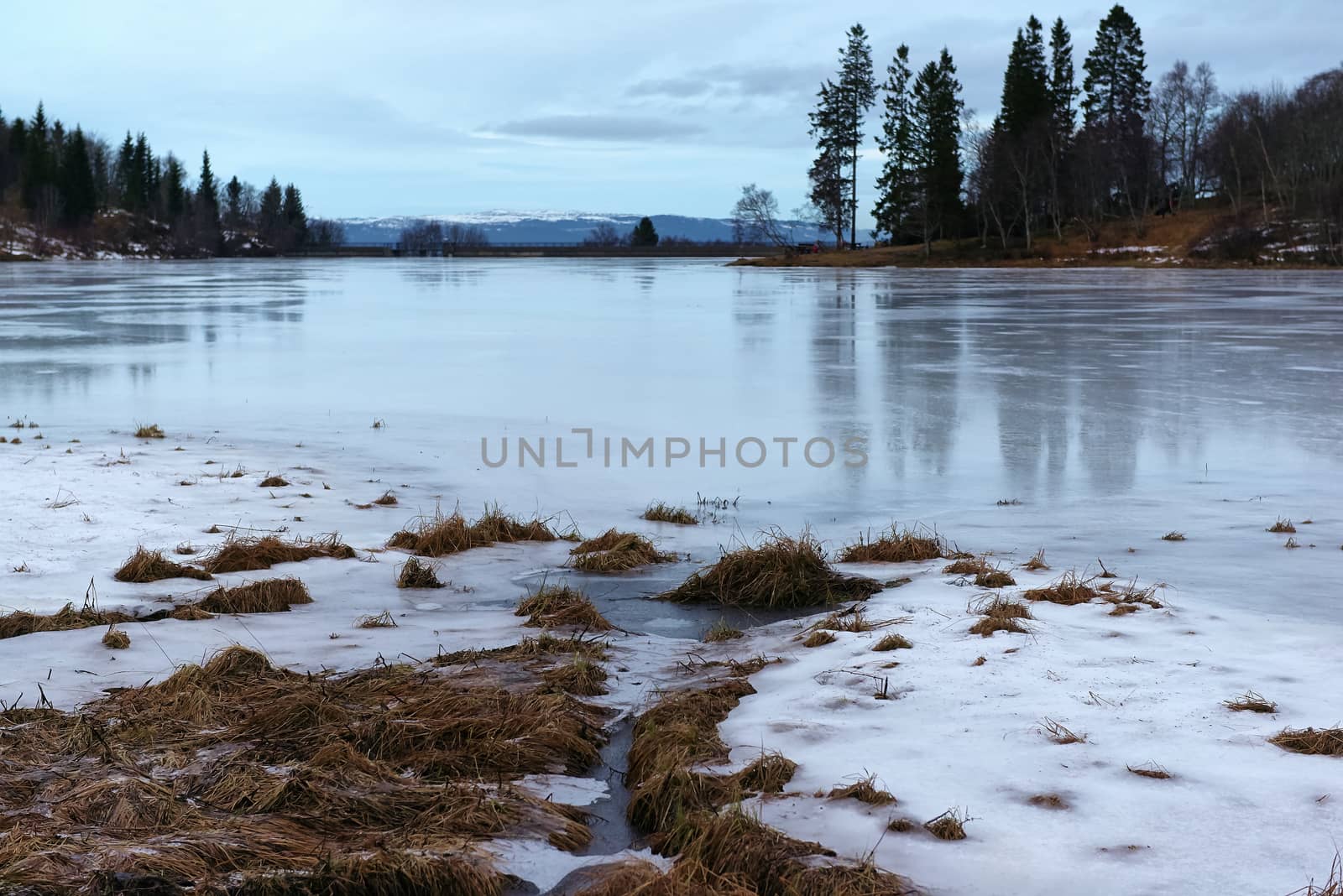 Frozen pond and ice covered dried grass
