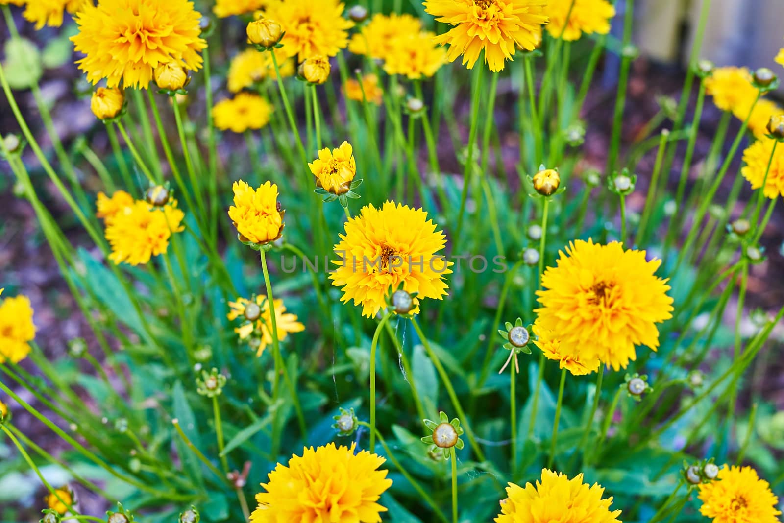 A bunch of beautiful yellow flowers in summertime.
