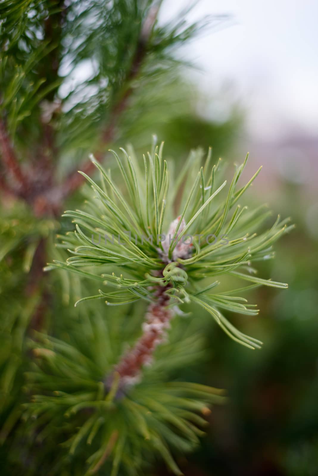 A green tree branch with green tree needles sticking out.