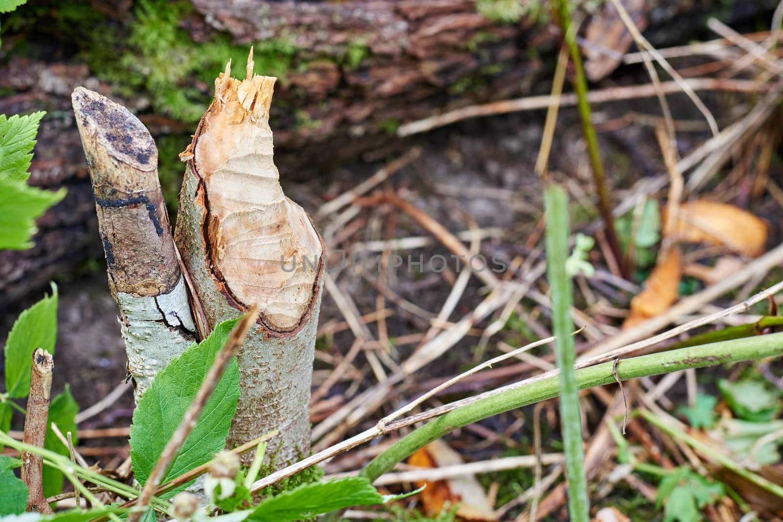 Small tree stump in wood gnawed by beaver