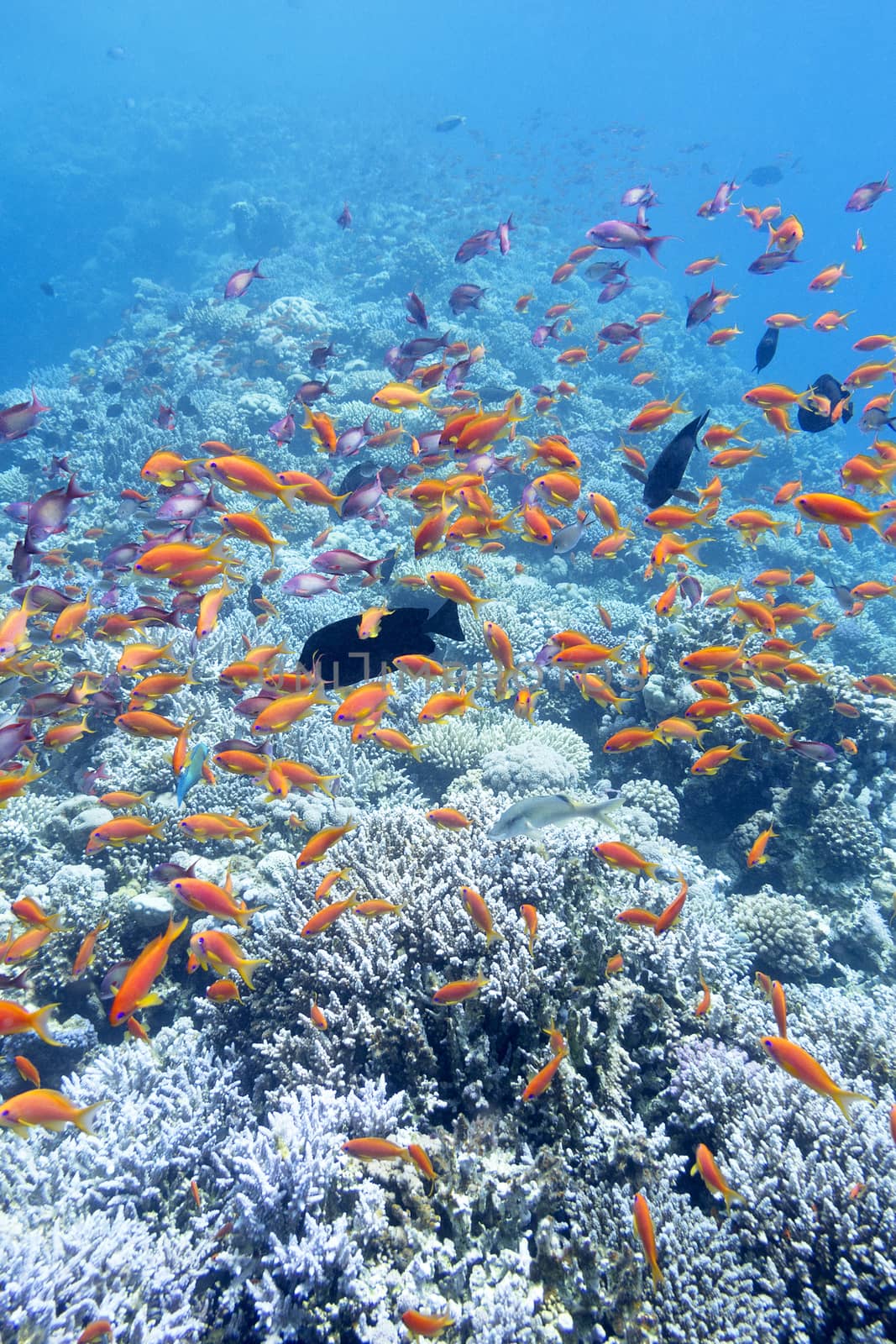 colorful coral reef with shoal of fishes scalefin anthias in tropical sea, underwater