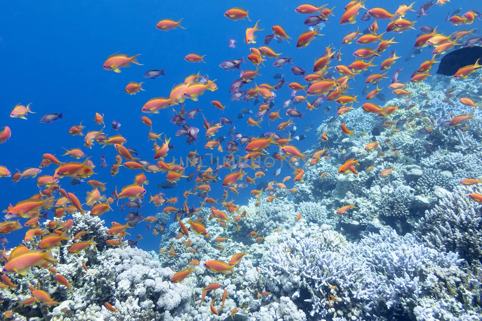 colorful coral reef with shoal of fishes scalefin anthias in tropical sea by mychadre77