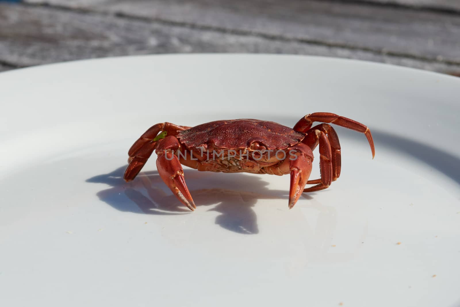 Red dead crab on a white plate