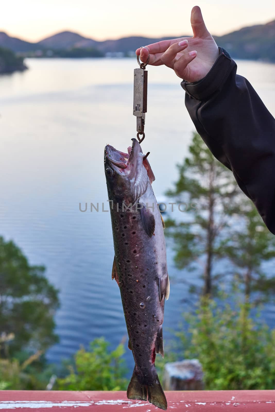 Weighing after catching a nice fresh trout.