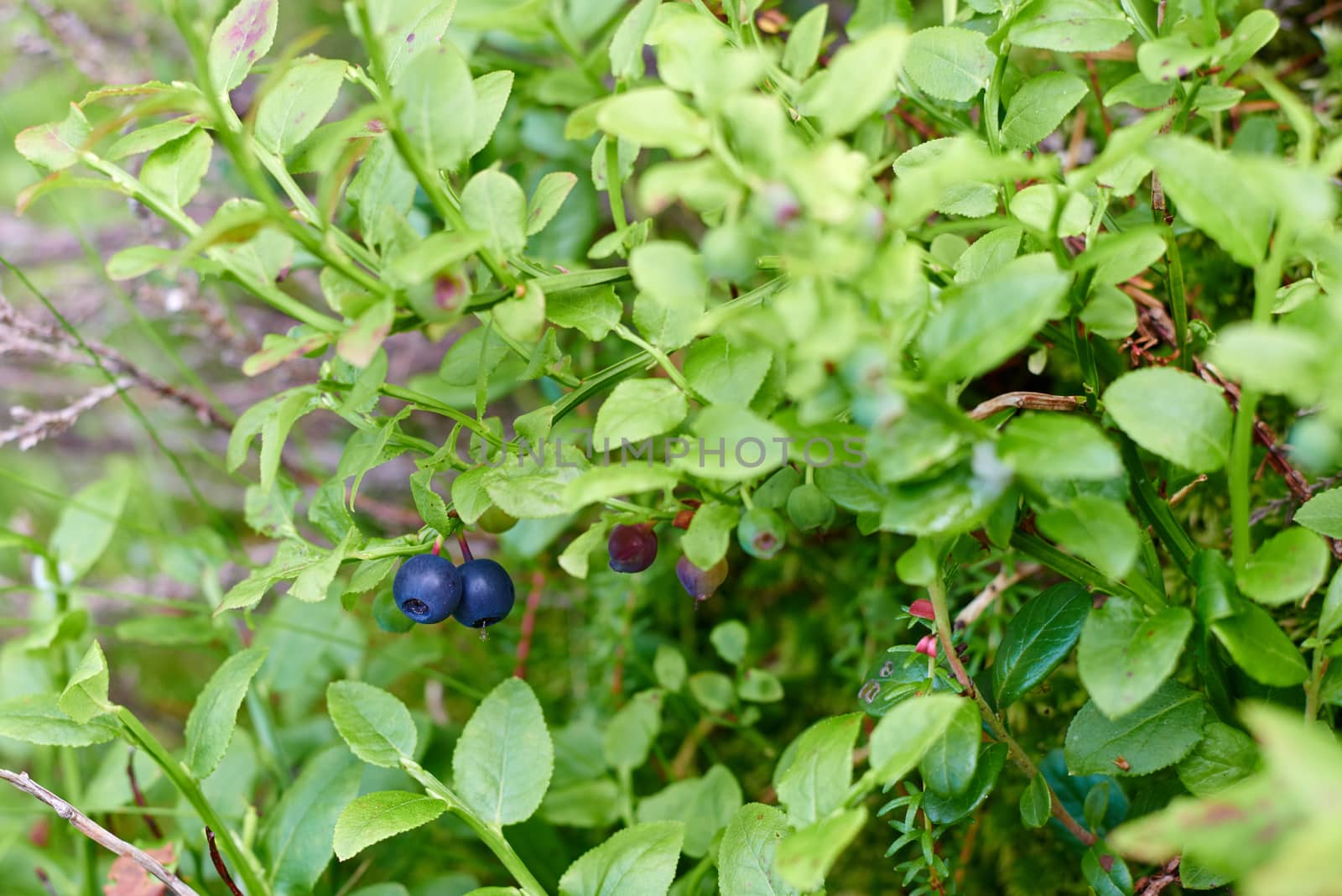 Ripe blueberries ready for harvest.