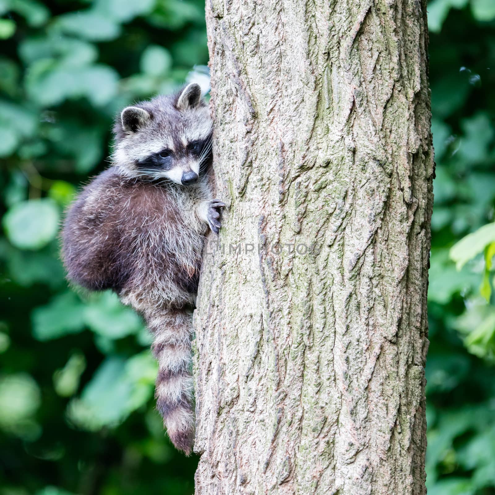 Racoon climbing a tree by michaklootwijk