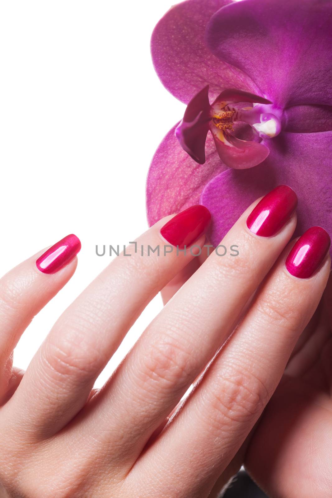 Manicured nails caress dark pink flower pedals by juniart