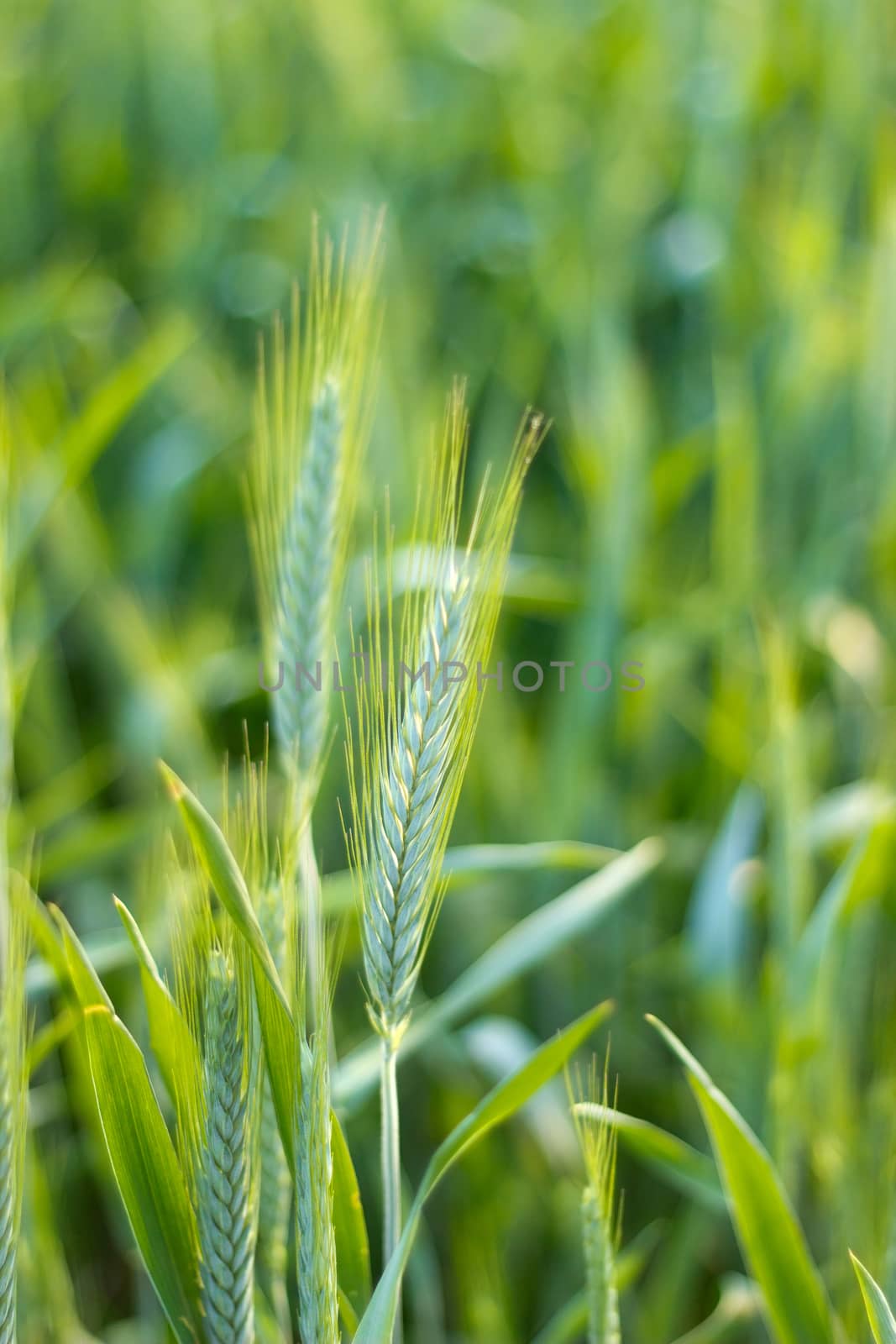 Barley close up by Kidza