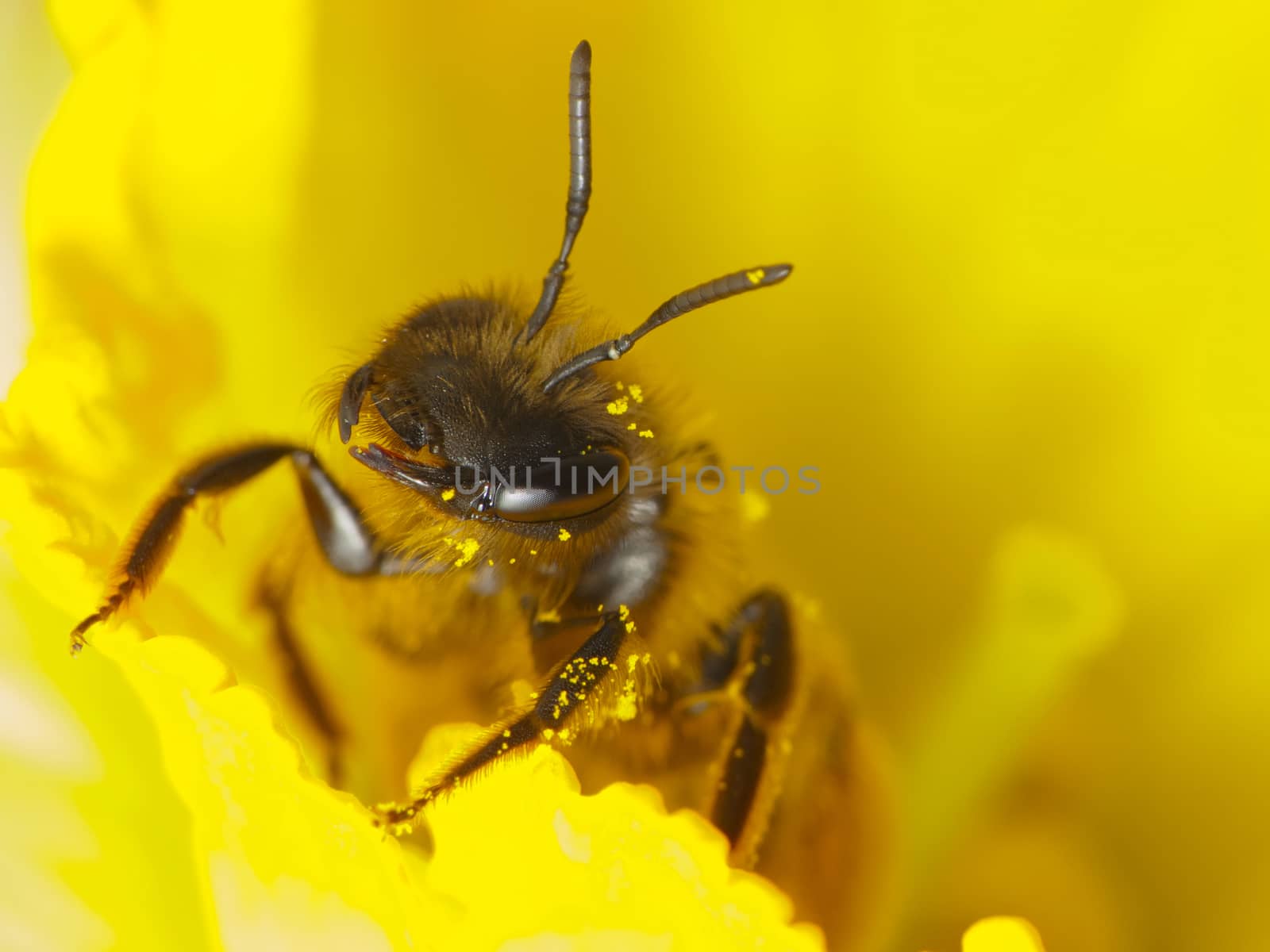 Bee on flowers-macro photos