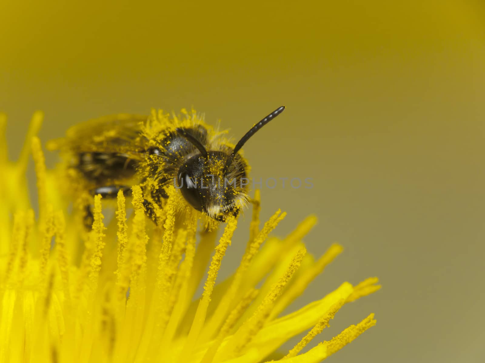 Bee on dandelion pollen covered