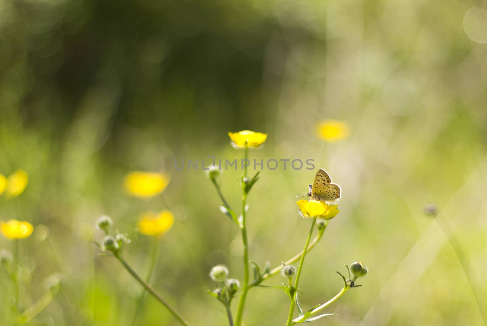 Butterfly on yellow wild flowers