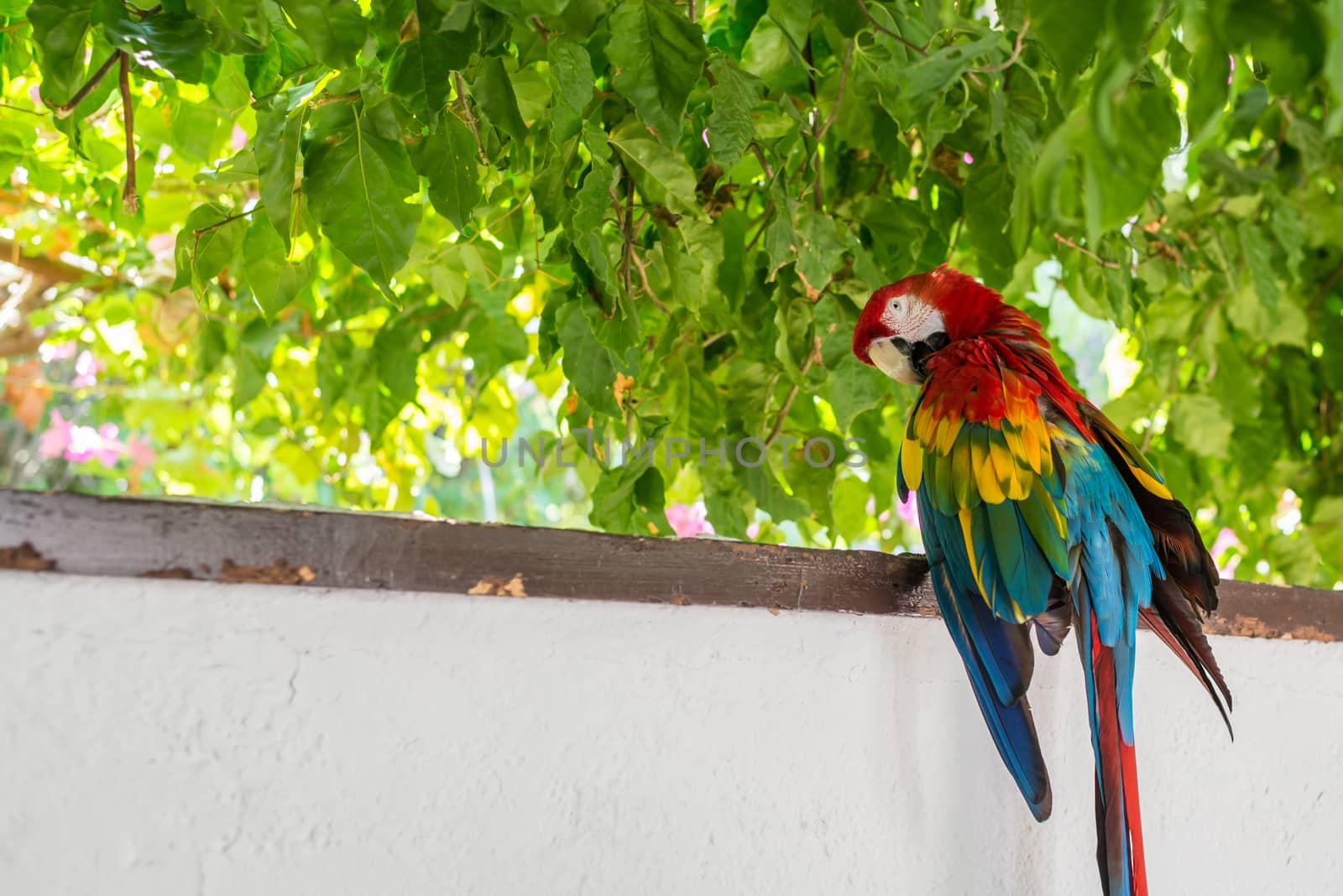 A colorful yellow green and red macaw sitting on a wall.