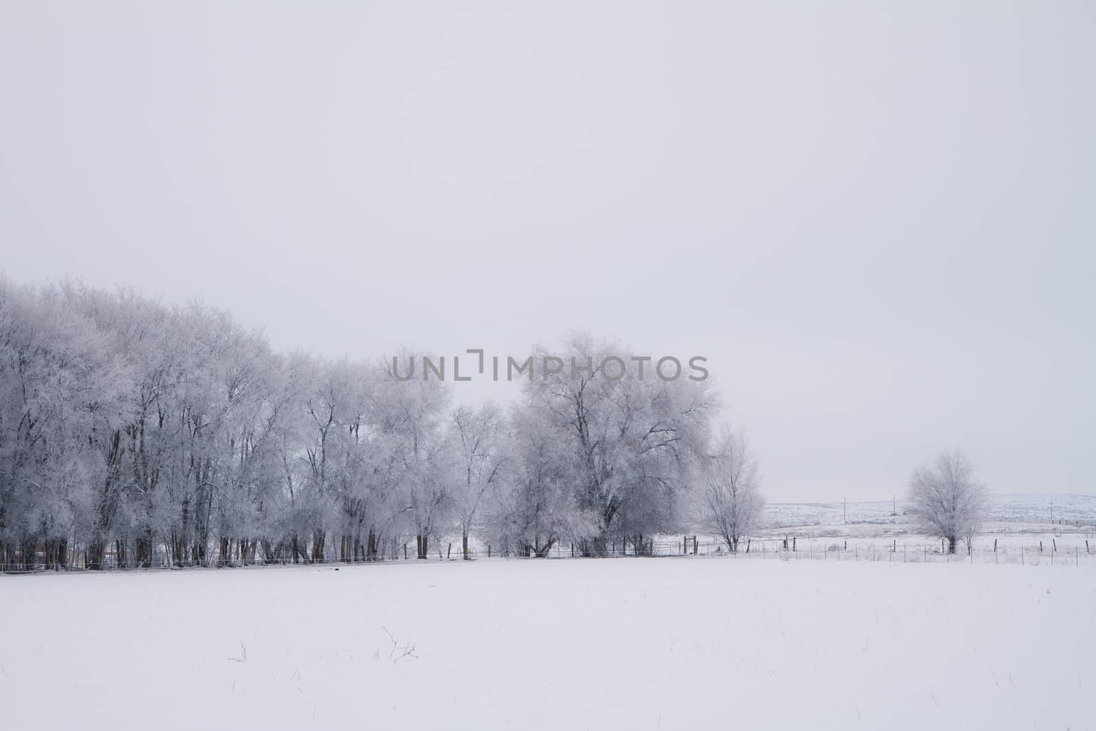 Treest covered in snow and frost in the morning hours of the day