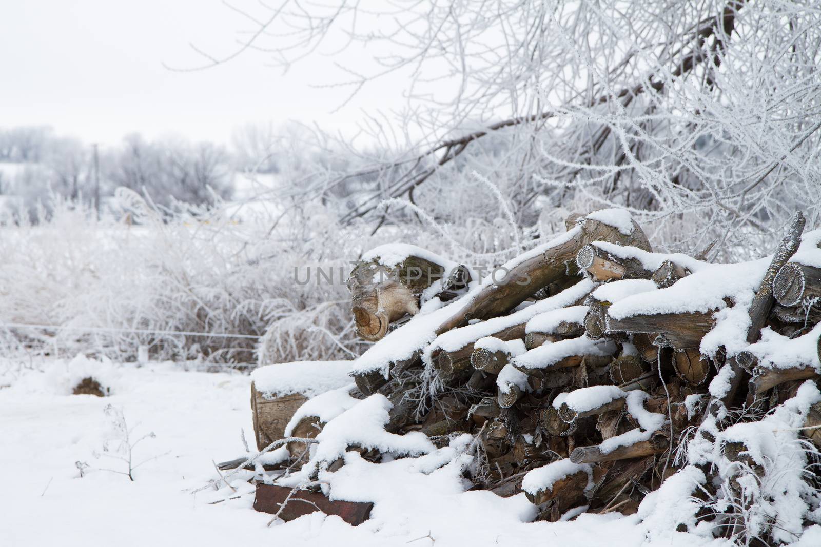 Logs of firewood cut and ready to burn for heat