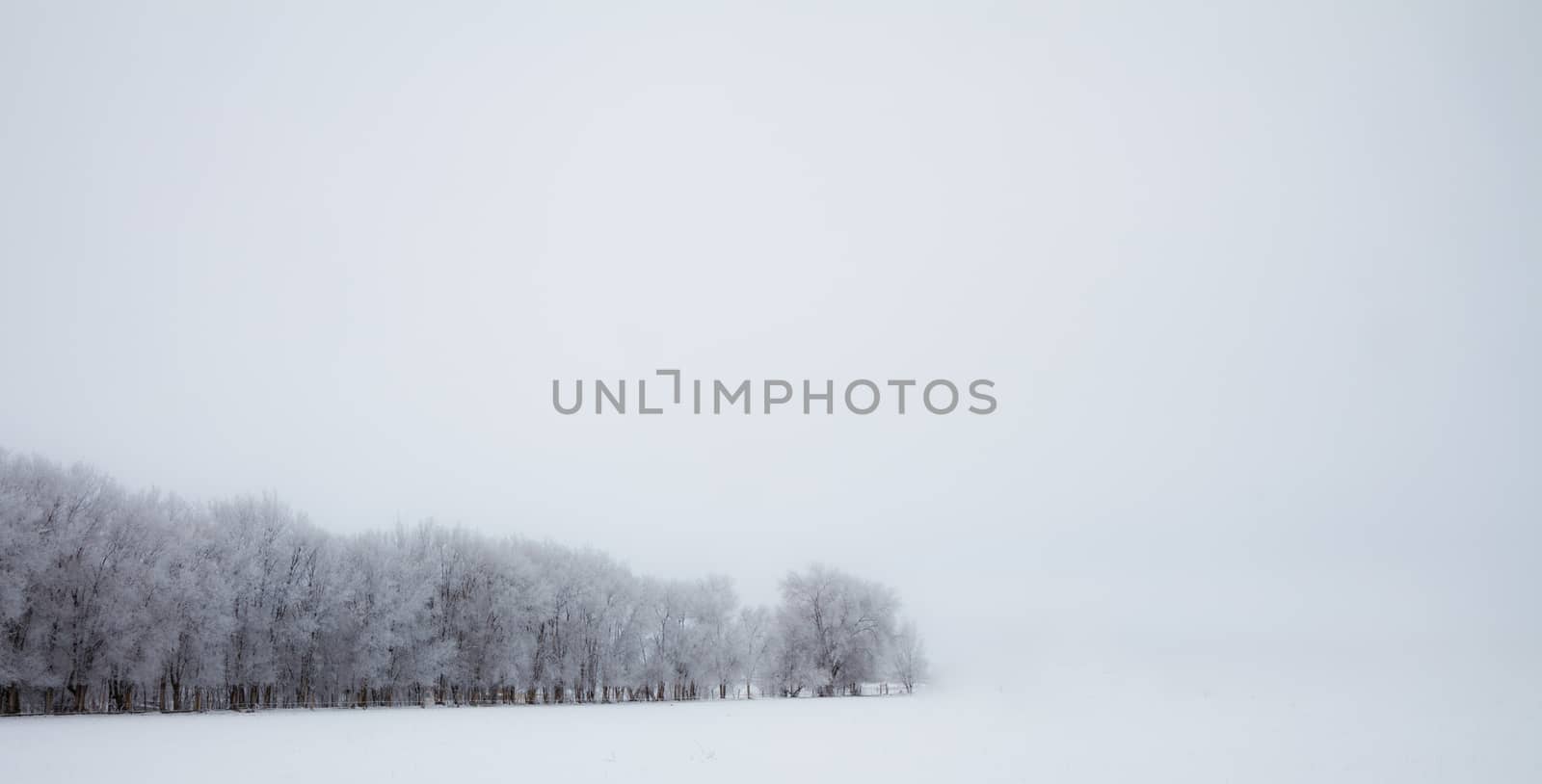 Isolated row of snowy trees against a solid white background