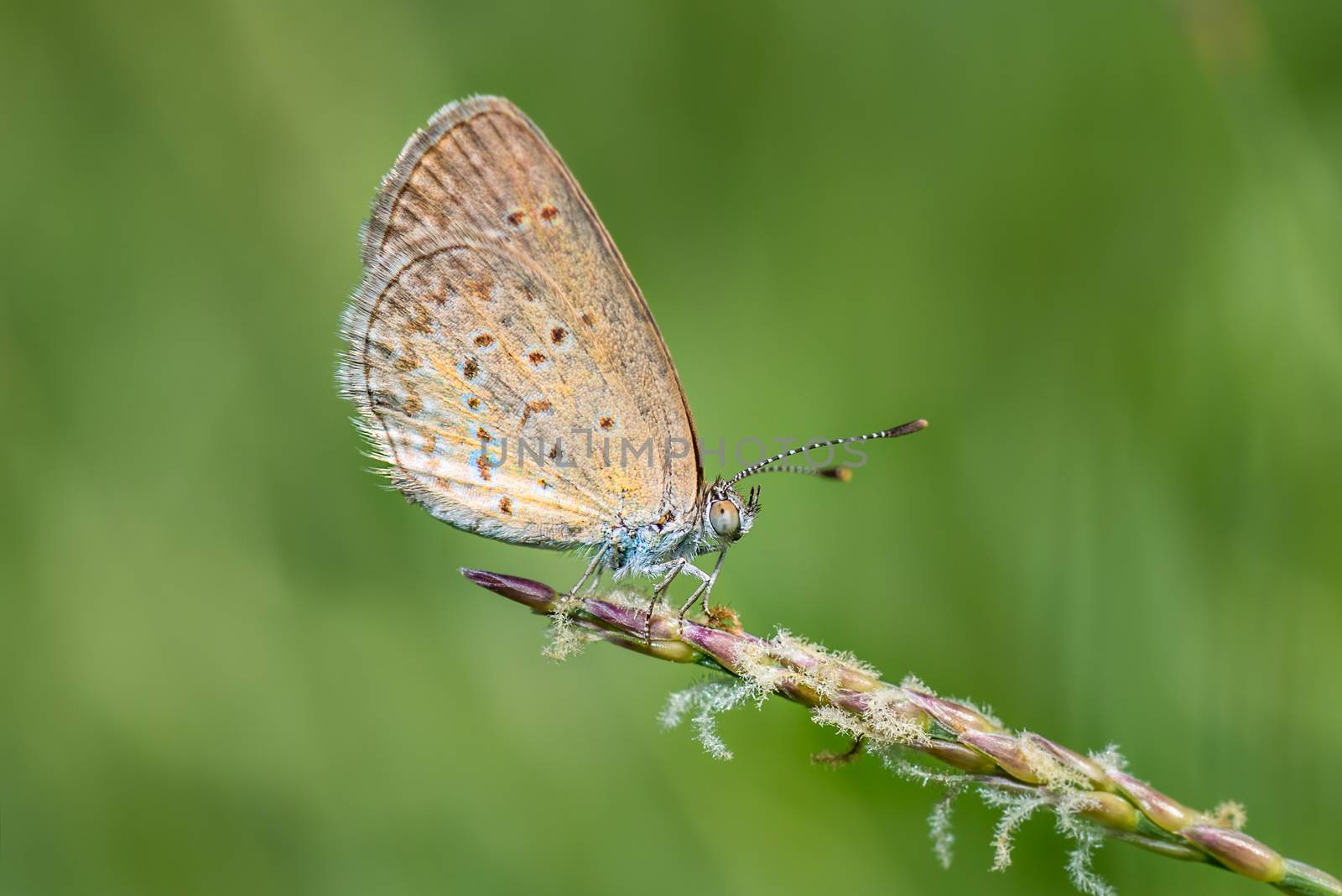 Blue butterfly, Polyommatus icarus closeup on wild flower