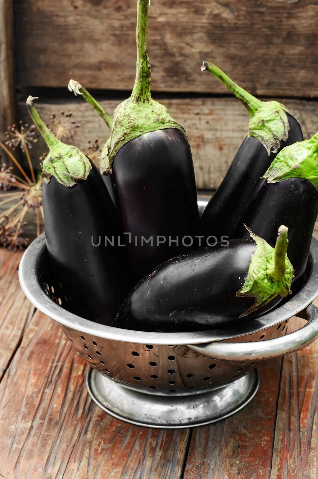 Summer crop of aubergine by LMykola