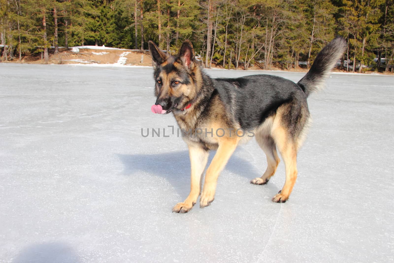 Alsatian dog on the frozen lake by Metanna