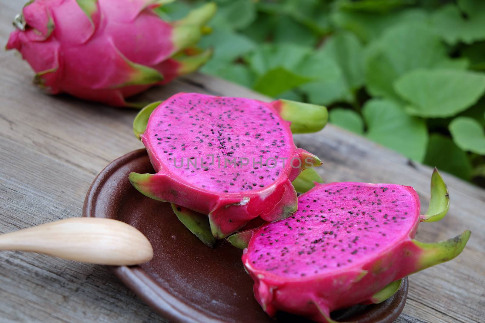 Eating dragon fruit, a tropical fruits, Vietnam agriculture product, with purle, pink color, close up of delicious dessert at garden