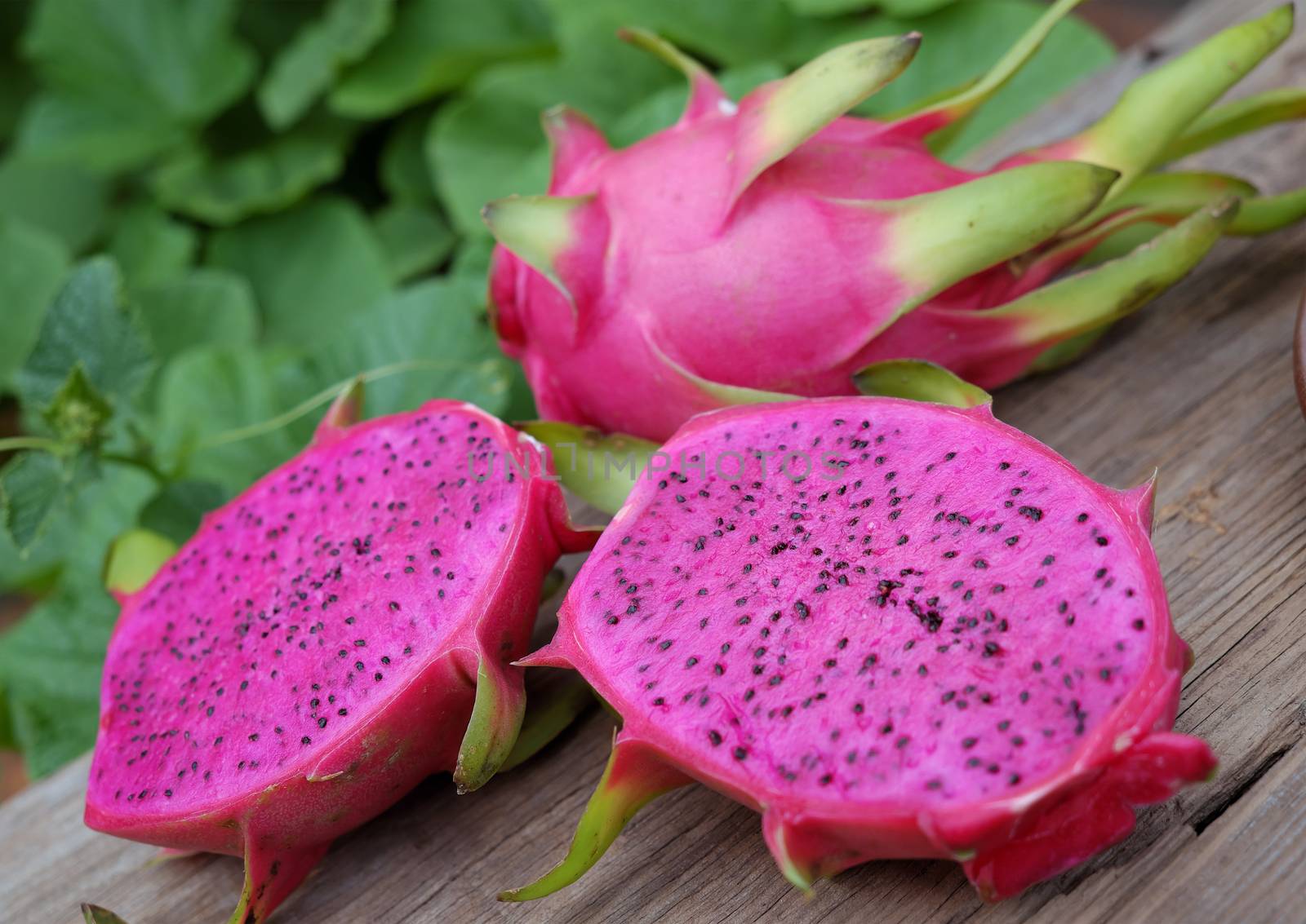 Eating dragon fruit, a tropical fruits, Vietnam agriculture product, with purle, pink color, close up of delicious dessert at garden