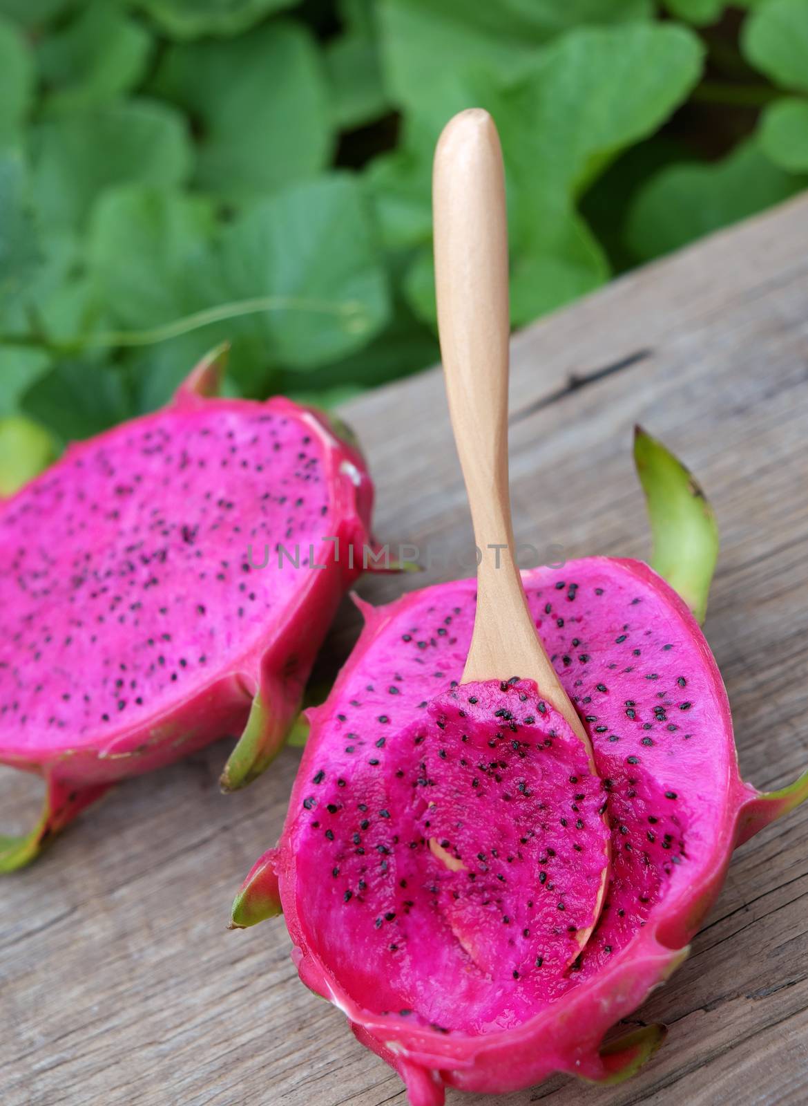 Eating dragon fruit, a tropical fruits, Vietnam agriculture product, with purle, pink color, close up of delicious dessert at garden