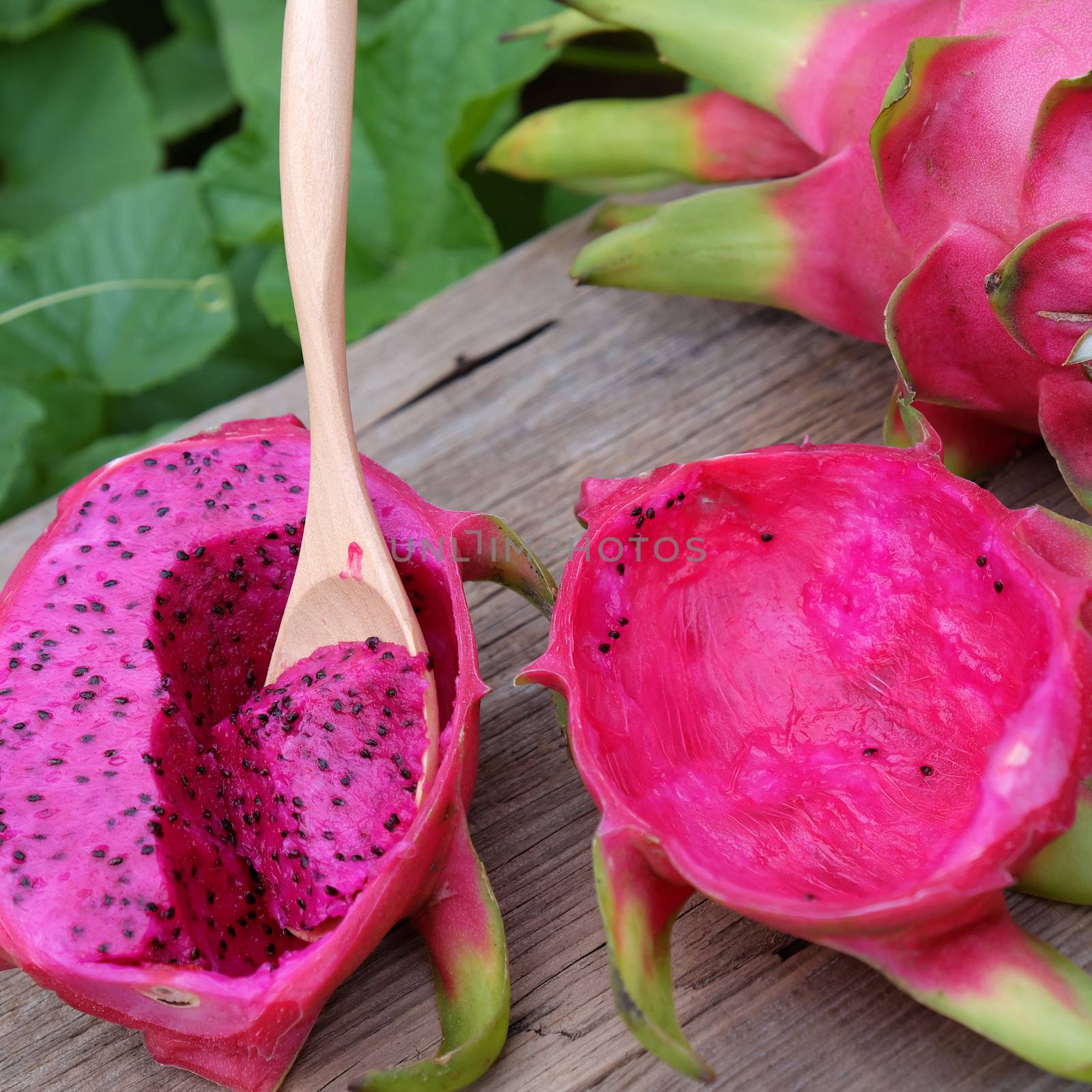 Eating dragon fruit, a tropical fruits, Vietnam agriculture product, with purle, pink color, close up of delicious dessert at garden