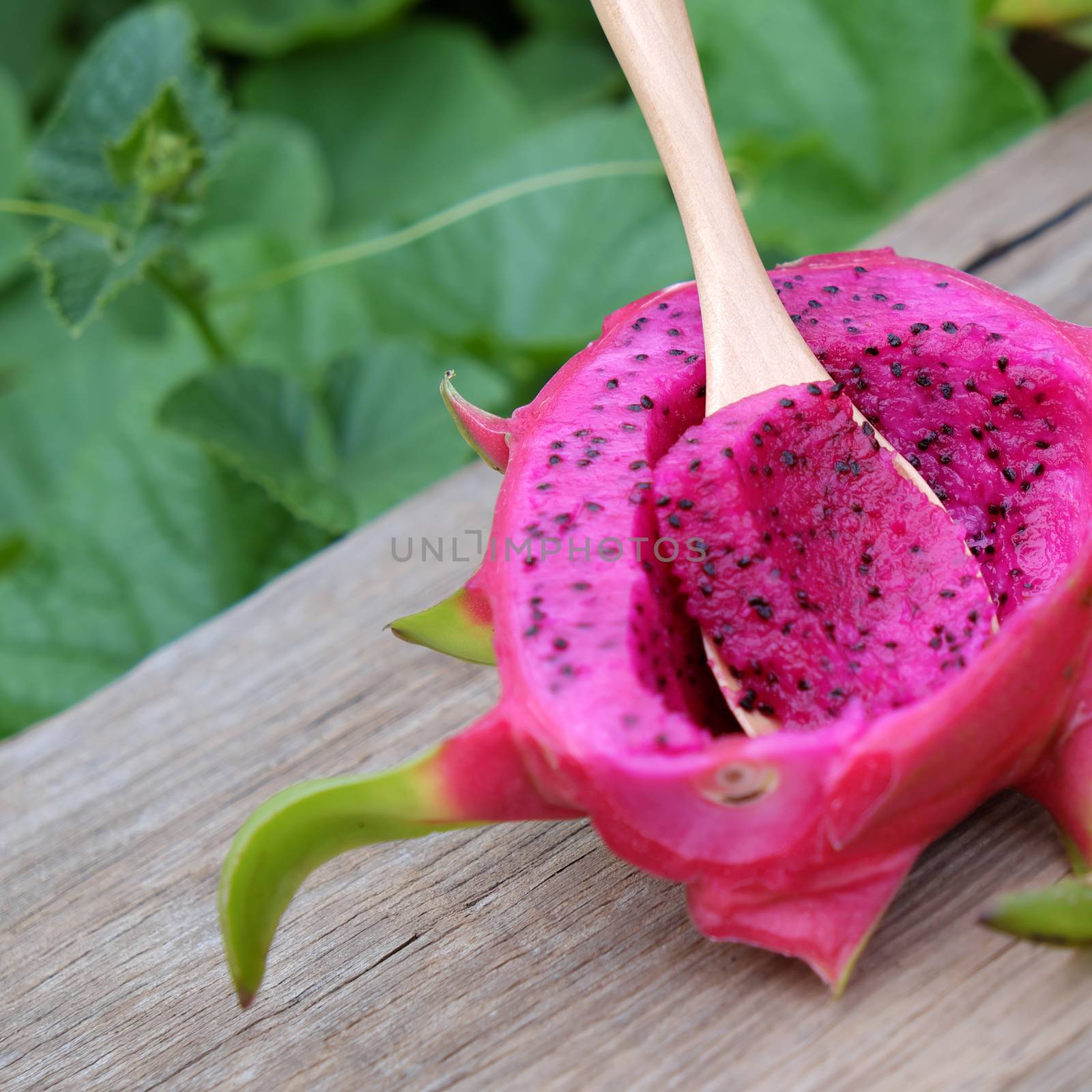 Eating dragon fruit, a tropical fruits, Vietnam agriculture product, with purle, pink color, close up of delicious dessert at garden
