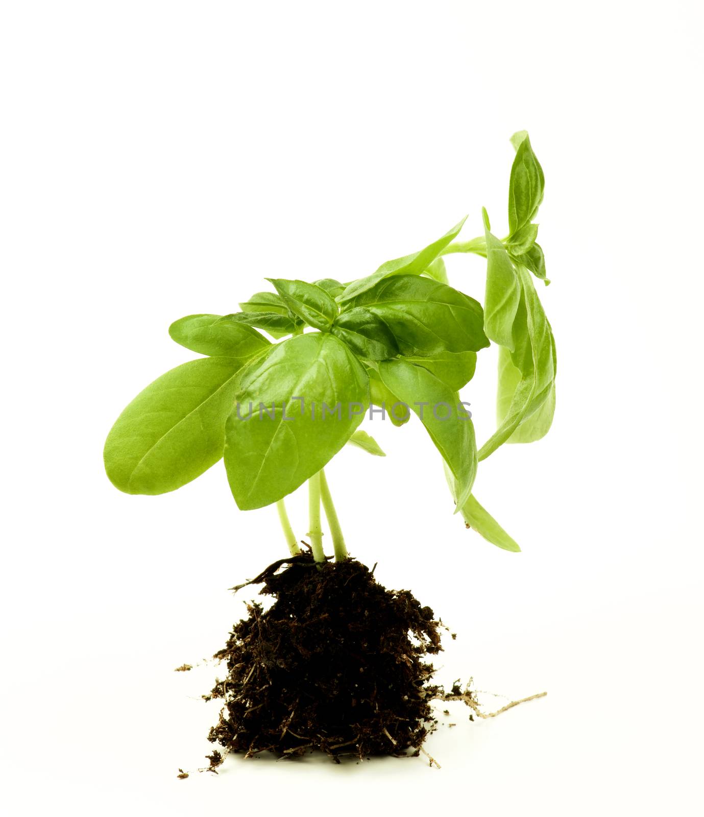 Perfect Fresh Green Basil Leafs with Roots into Ground isolated on White background